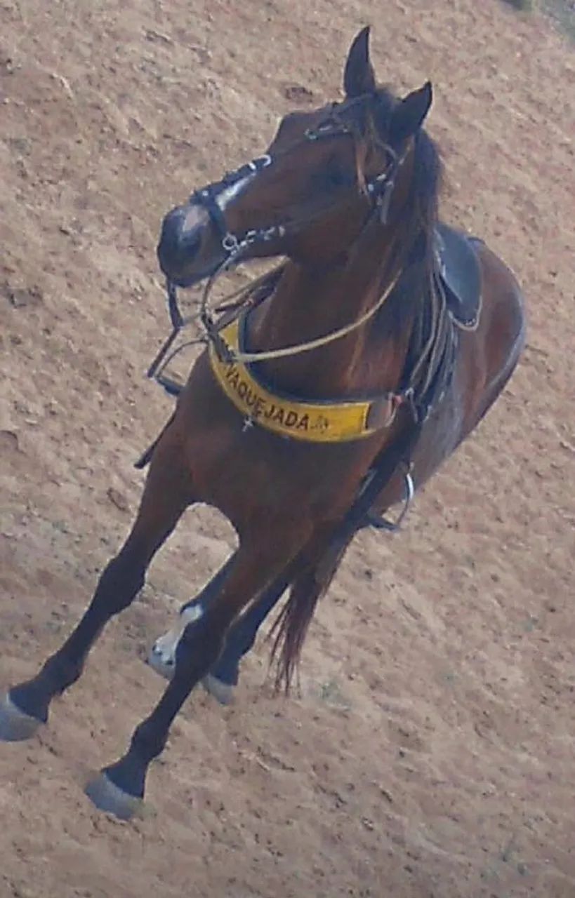 Cavalo de vaquejada 