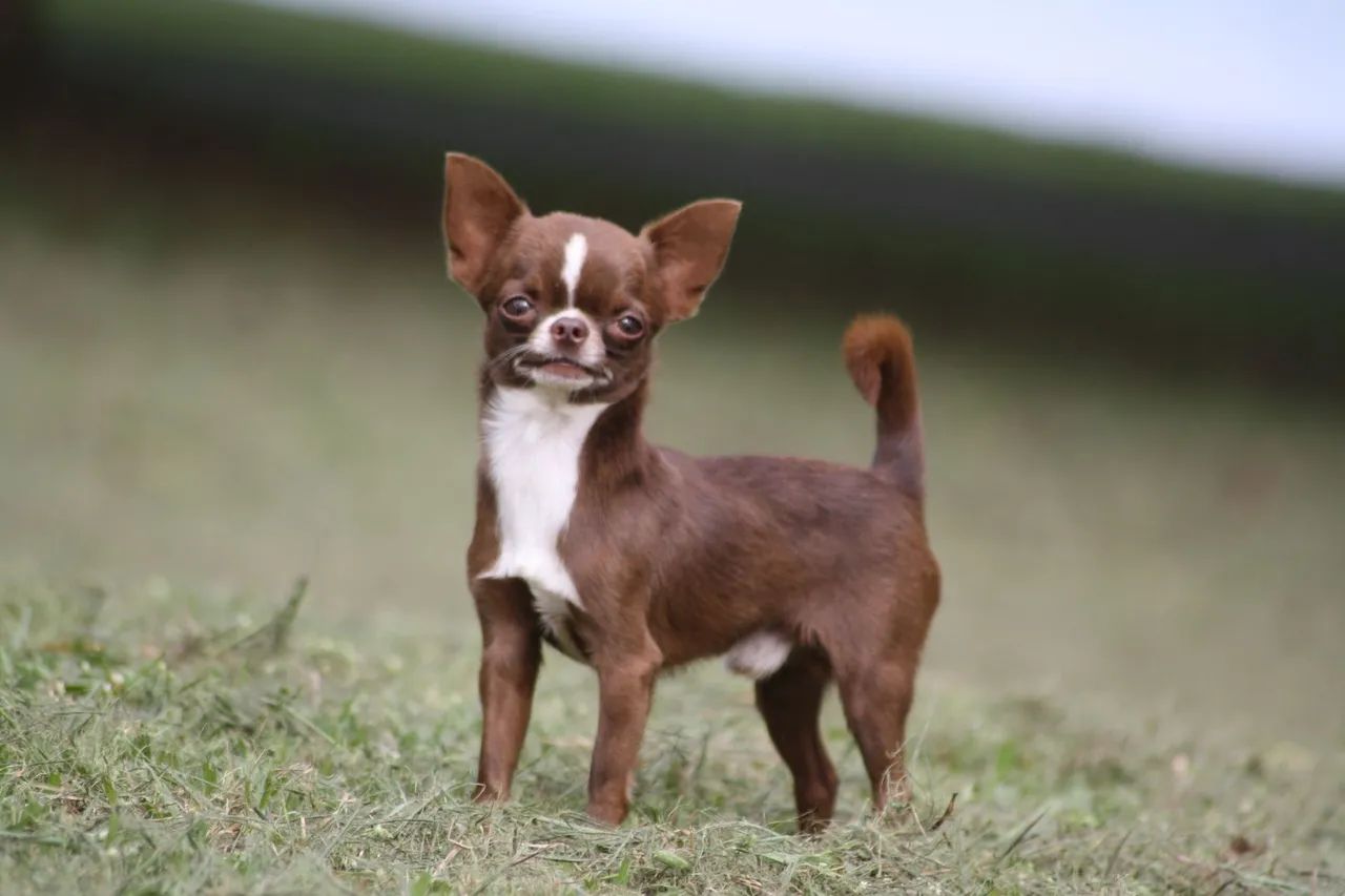 chihuahua - Foto 5