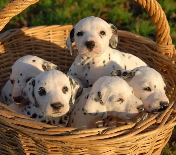 Dalmata Femeas e Machos 