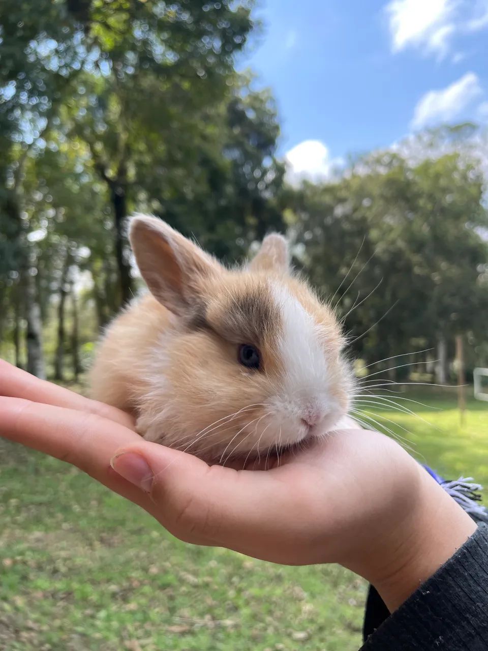 Mini Coelhos Lop - Foto 5