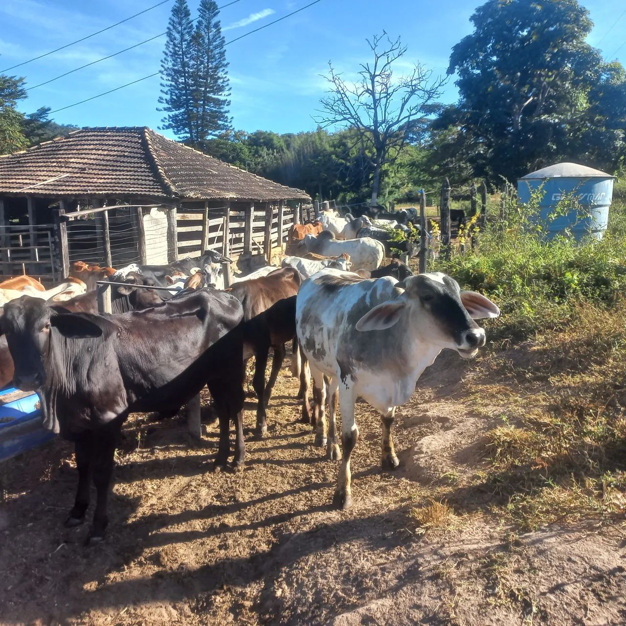 Vendo e pego carro um lote de gado extra  - Foto 5