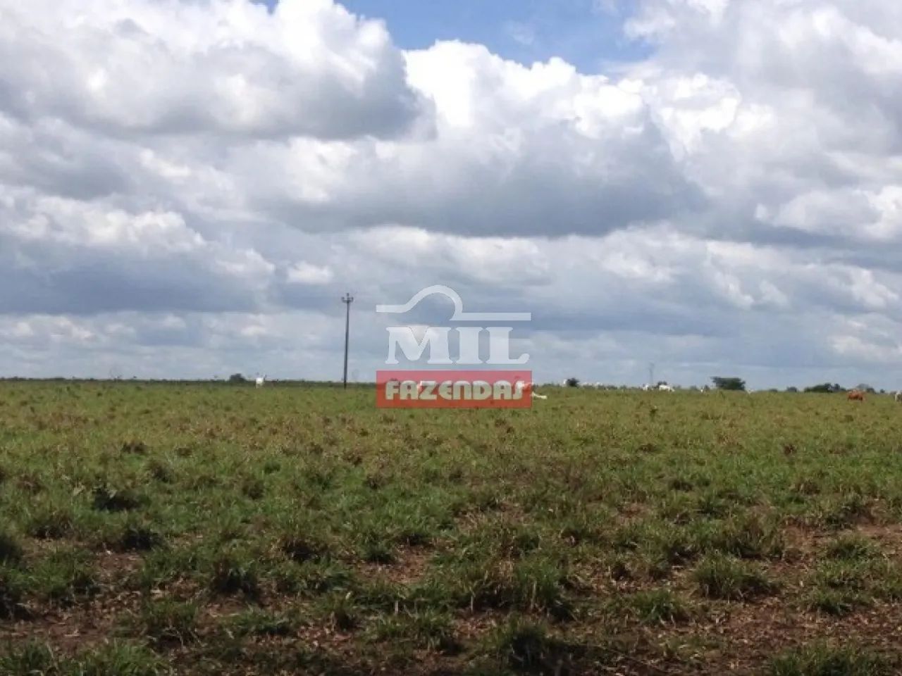 Fazenda em Imperatriz-MA. (2.252 Hectares). Dupla Aptidão - Foto 4