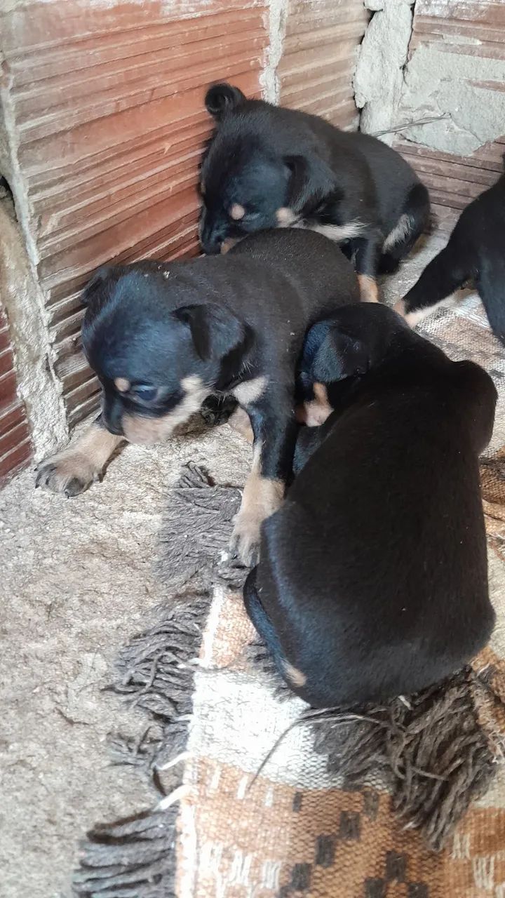 Cachorro pincher 1 - Foto 2