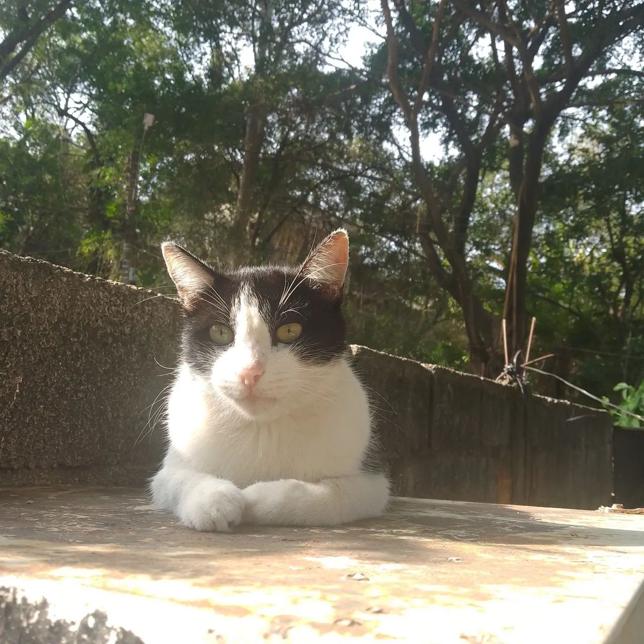 Doação d gato