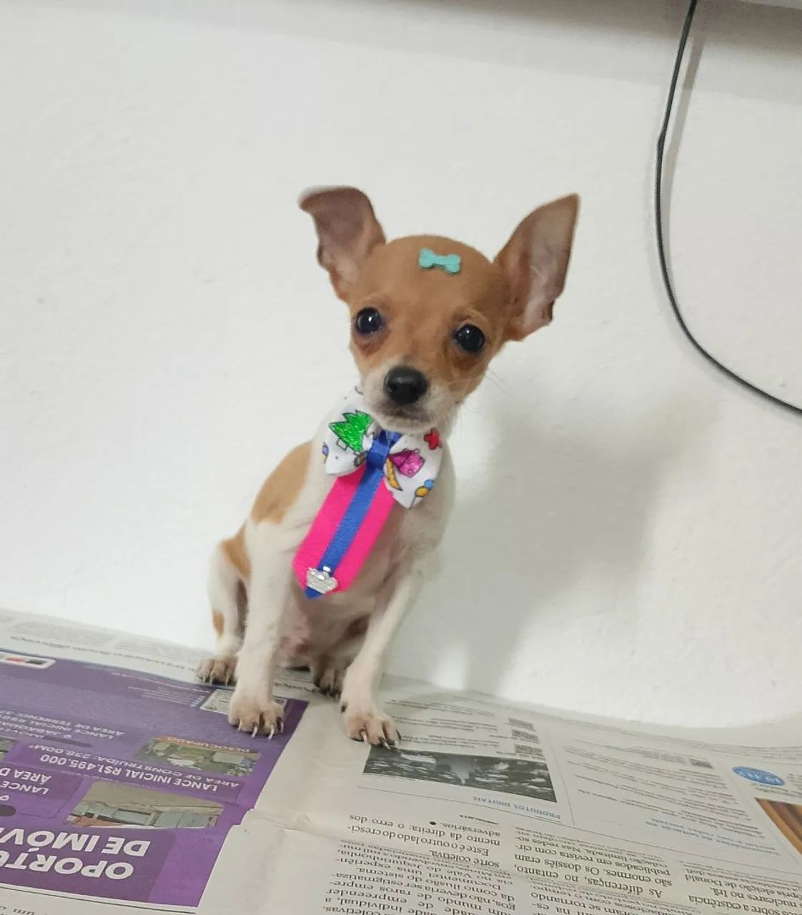 Pinscher zero  - Foto 3