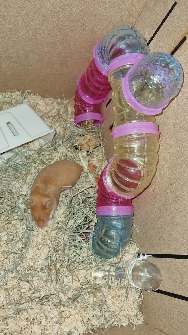 Doa-se Hamster - Foto 2