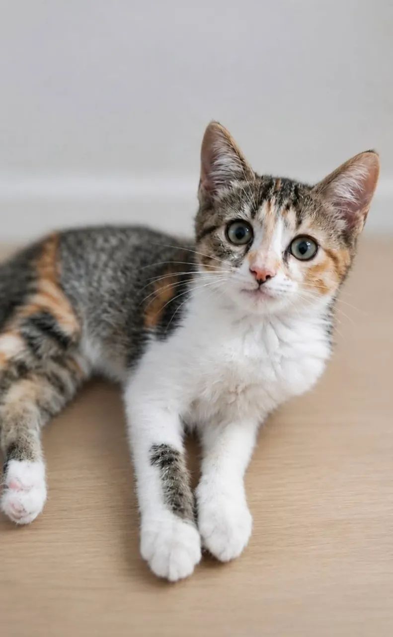 Linda gatinha tricolor muito dócil para adoção responsável. - Foto 3
