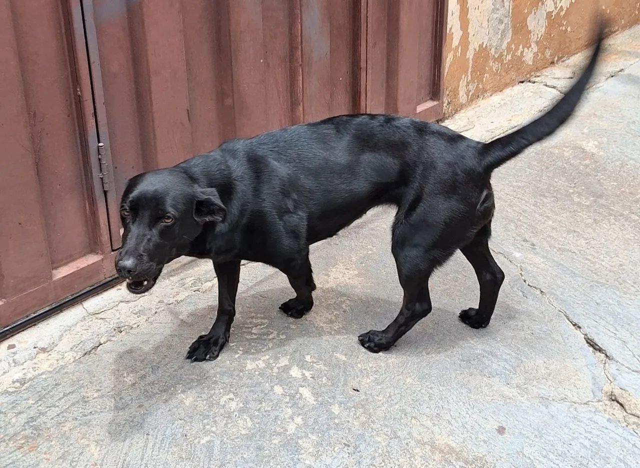 Doação Cachorra fêmea Dócil Urgênte  - Foto 2