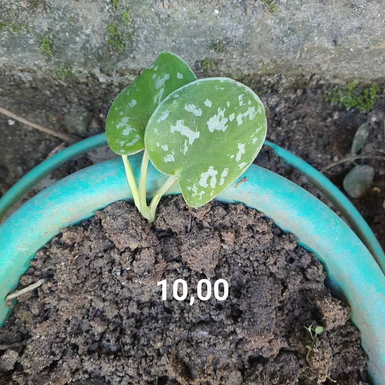 Planta jiboia prateada - Foto 4