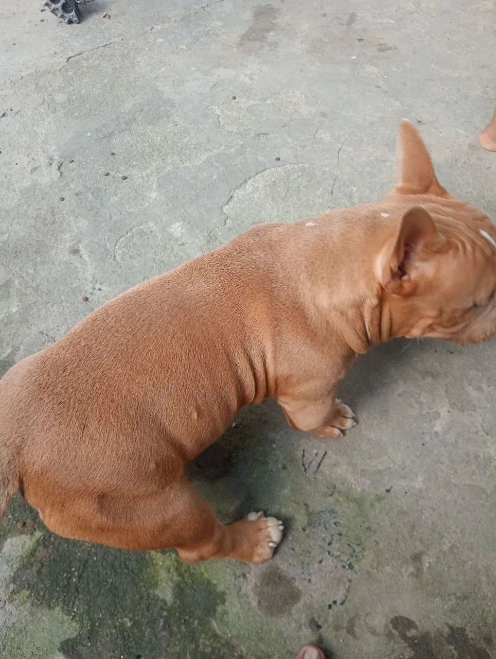 Américan bully - Foto 2