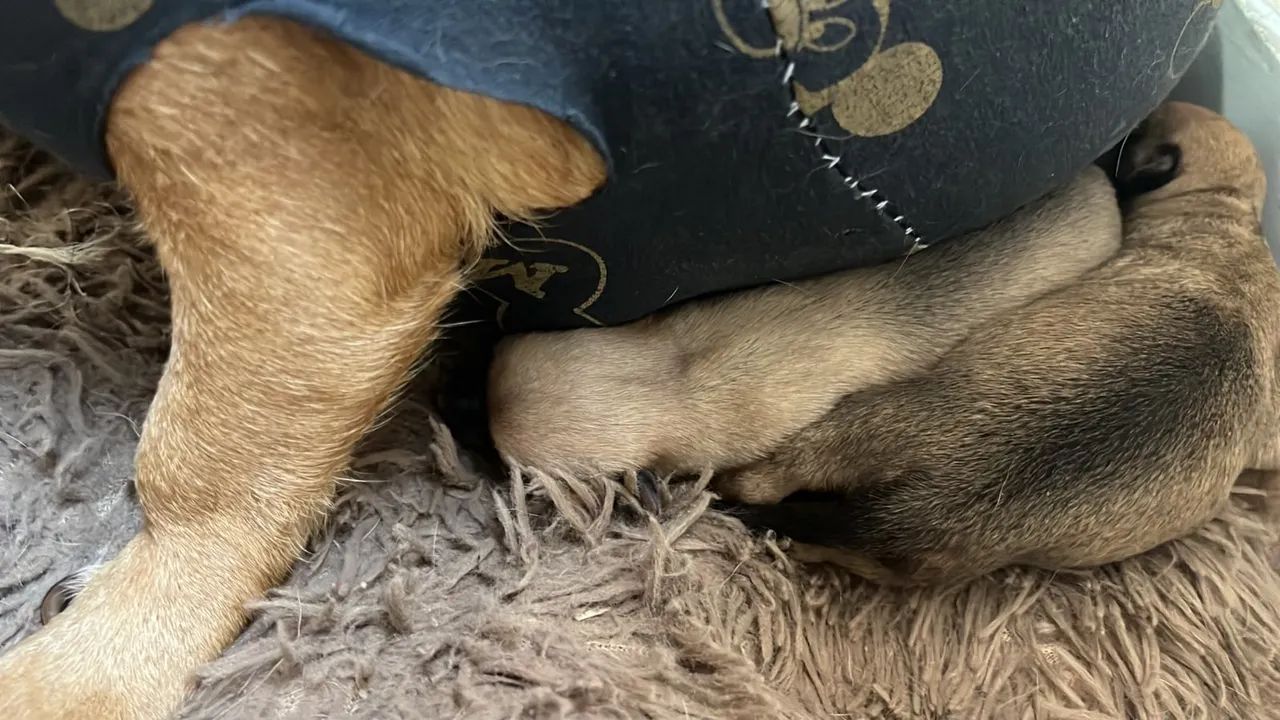 Pinscher  - Foto 2