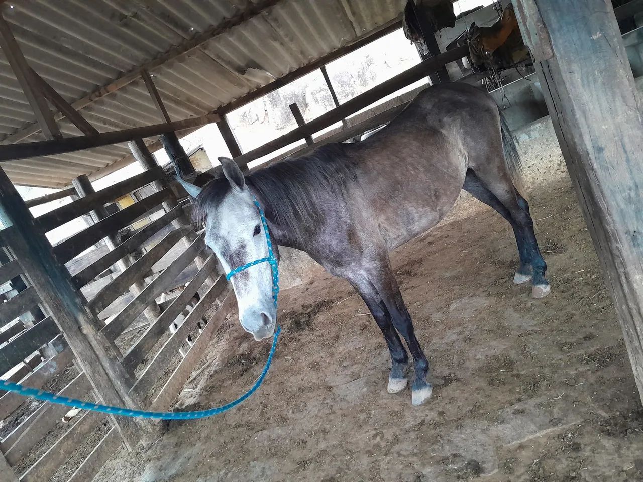 Vendo cavalo ?  - Foto 2