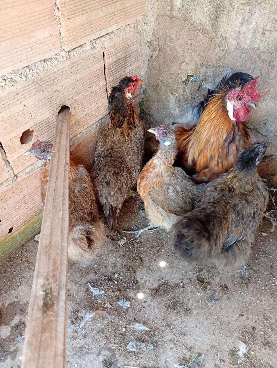 Galinhas sedosas - Foto 4