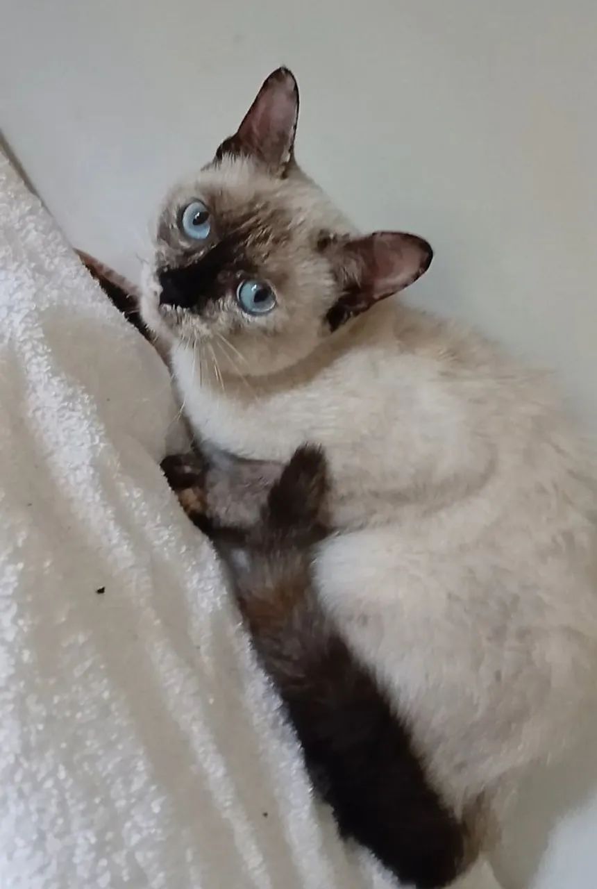 Gata para adoção  - Foto 5