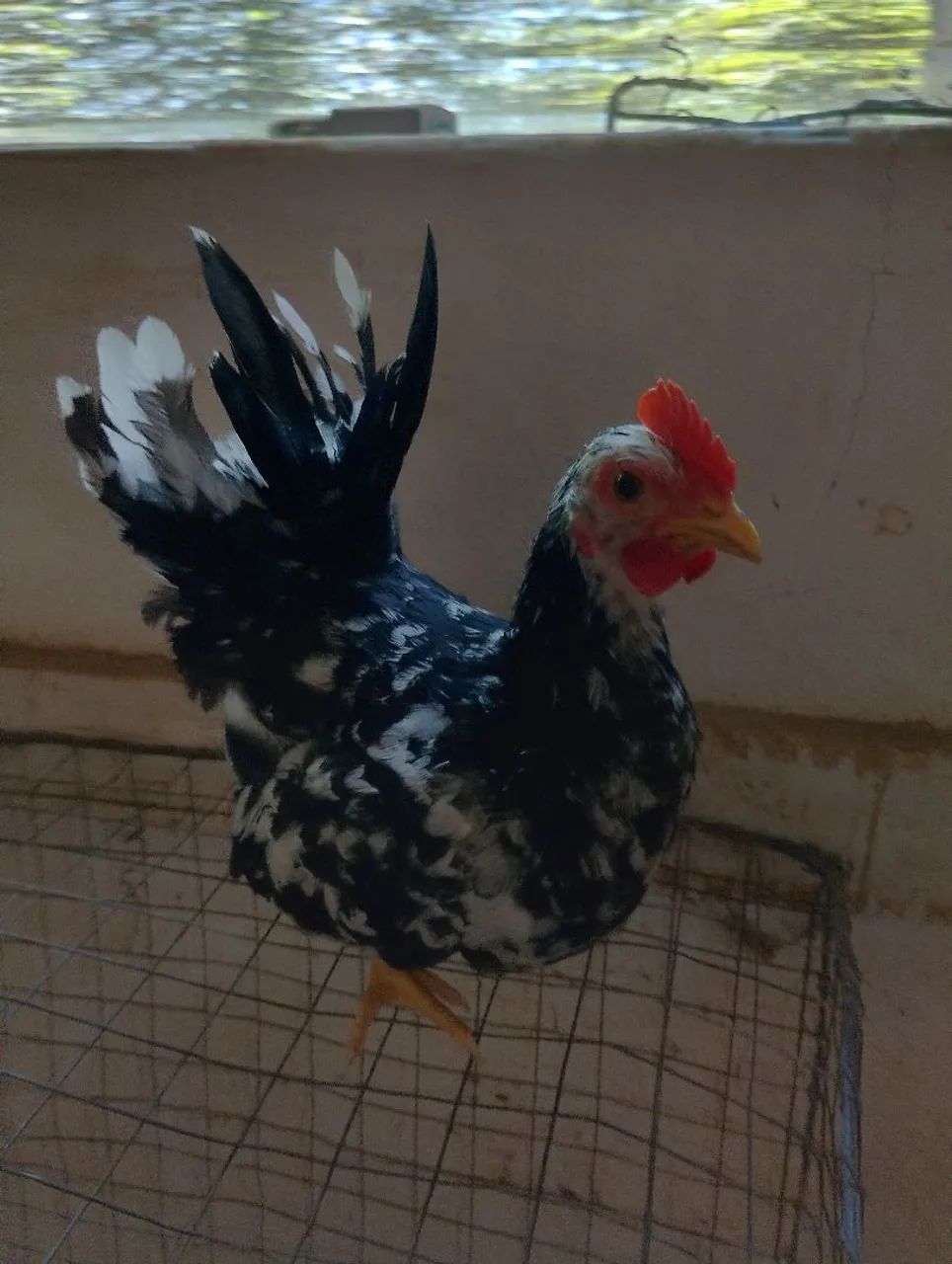 Frango Black motled 5 meses 