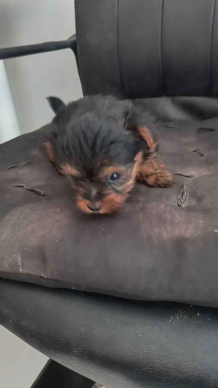 Yorkshire micro, (mini) macho - Foto 4