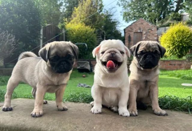 Pug,Pug Filhote Disponível Alta Qualidade