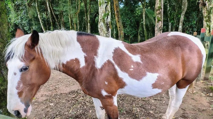VENDE-SE: ÉGUA PENÉLOPE - PRONTA PARA O LAÇO - Foto 5
