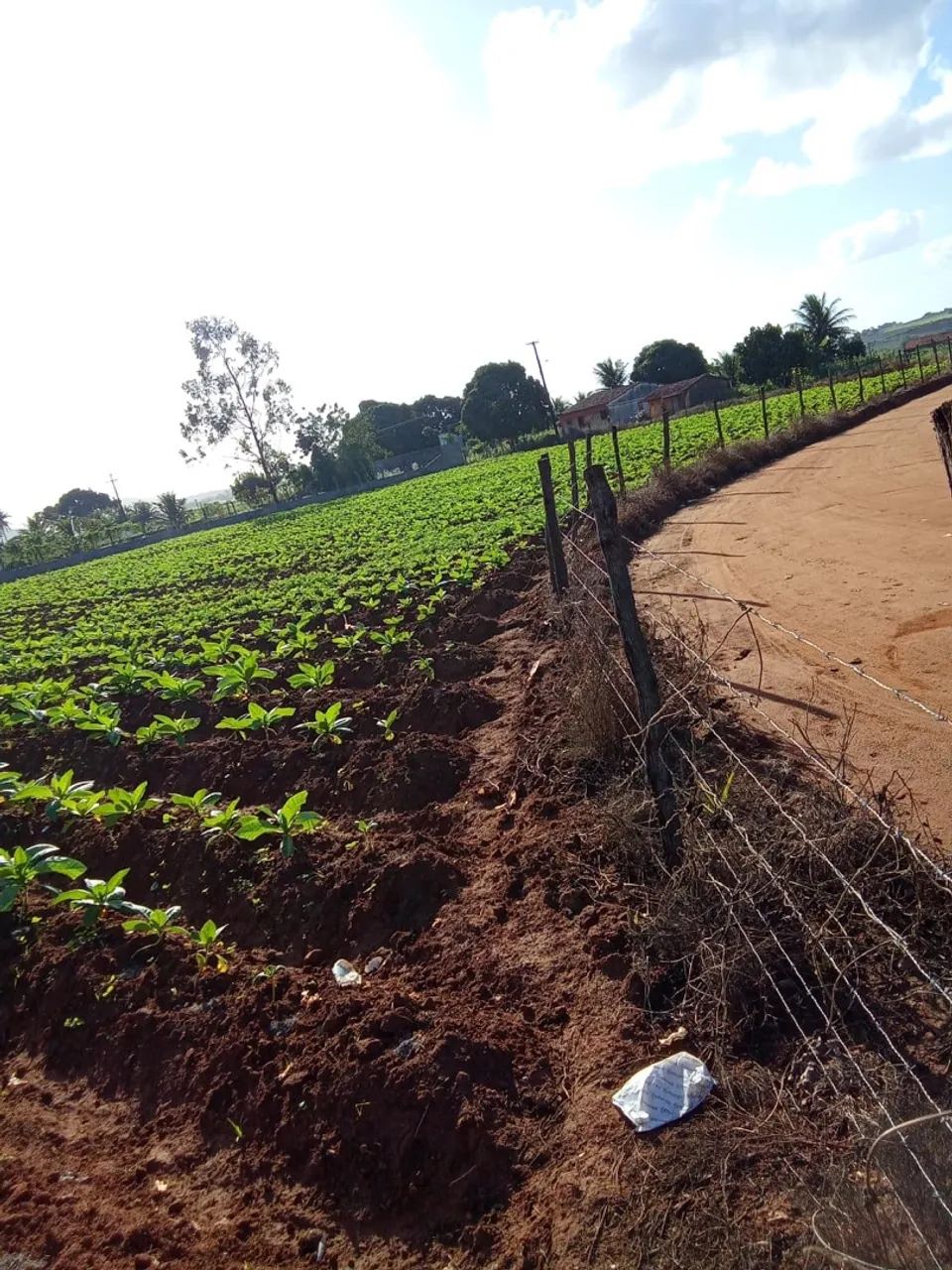 Terreno no sítio oitizeiro a 6km de Arapiraca - Foto 2