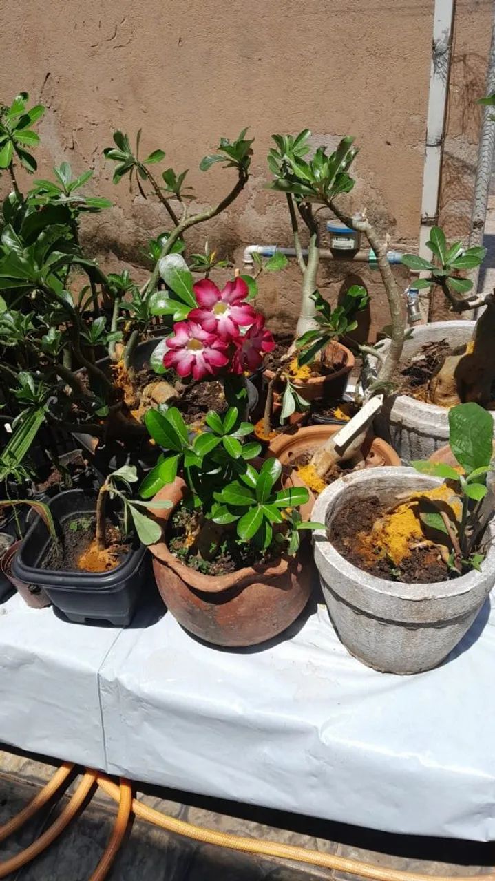 Rosa do deserto 