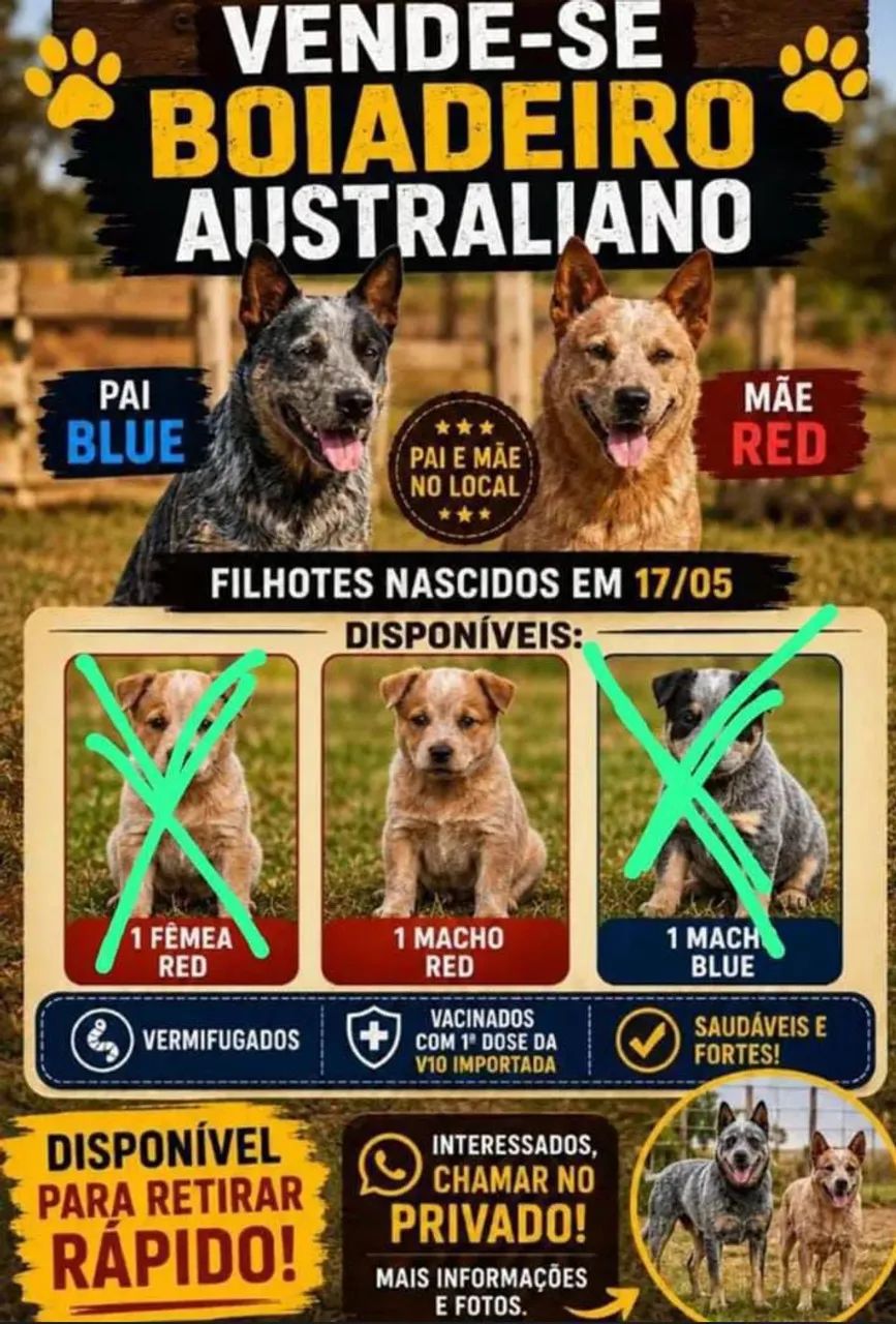 Vendo boiadeiro australiano 