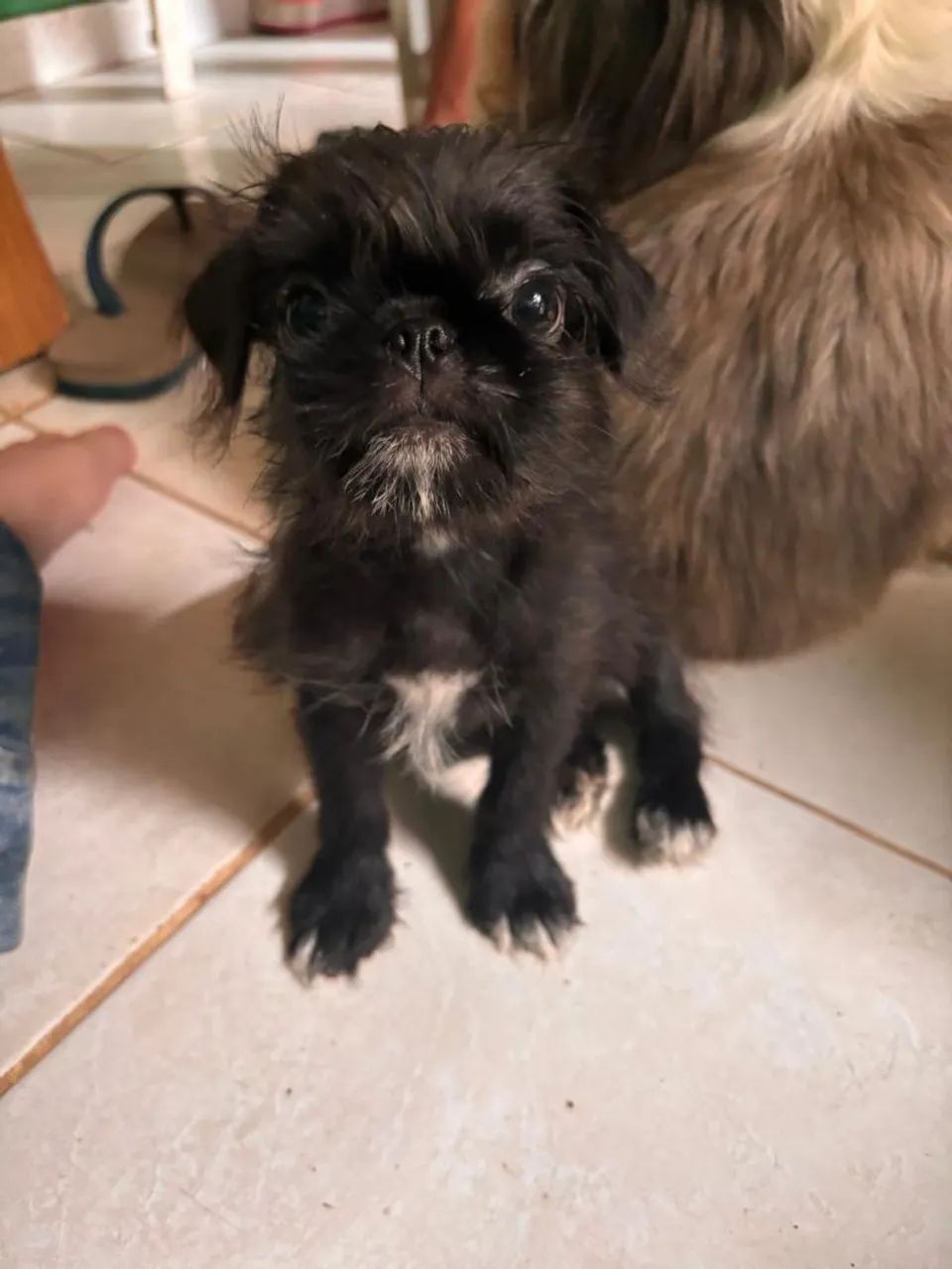 Cachorro - Foto 2
