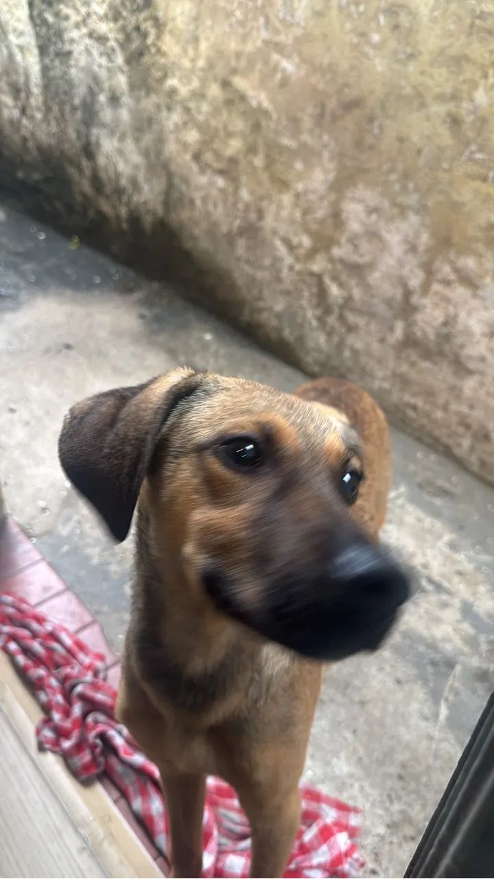 Cachorro para doação  - Foto 2