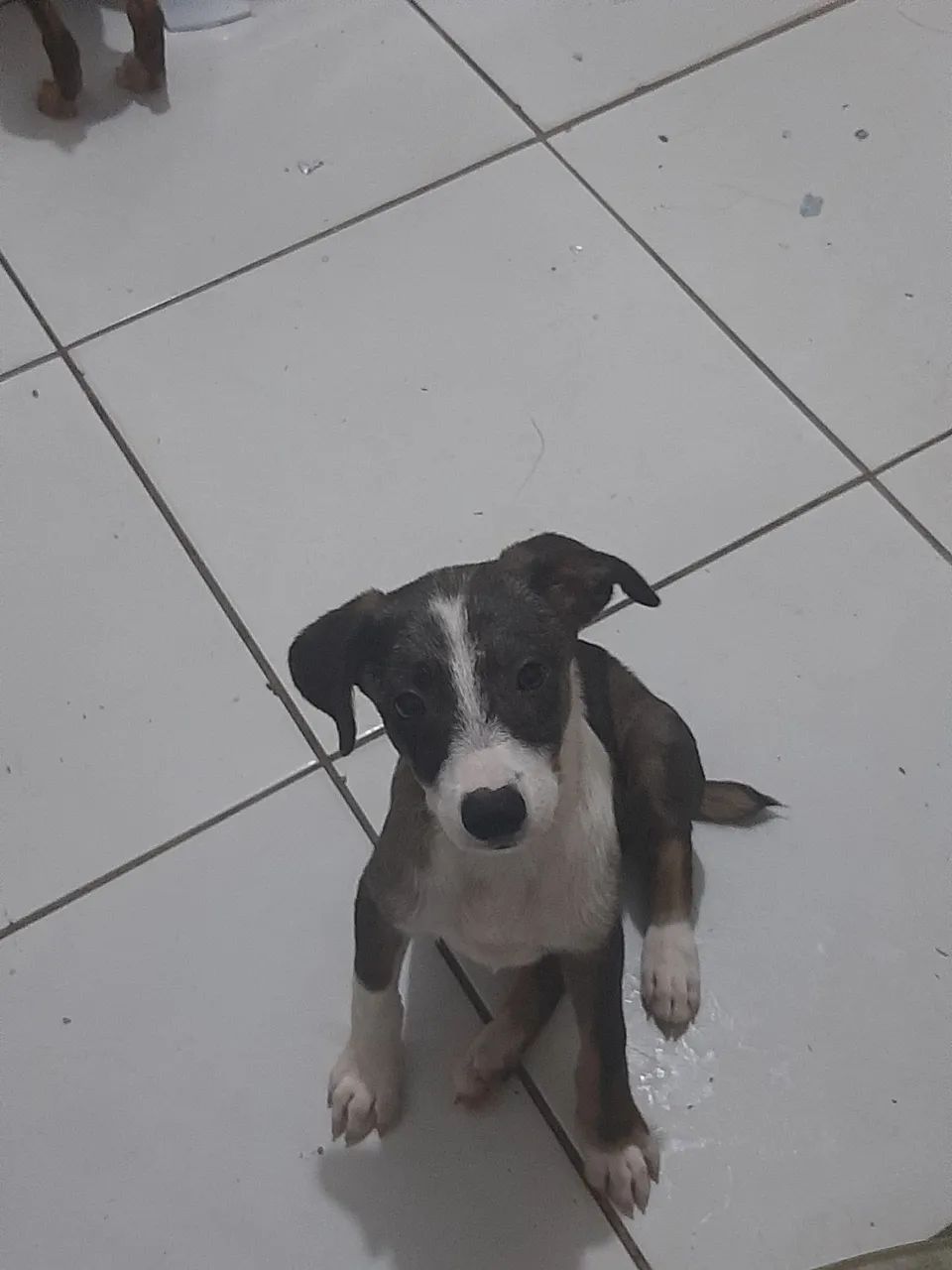 Doa-se filhotes SRD - Foto 2