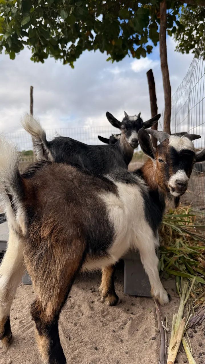 Casal de Mini Cabras - Foto 2