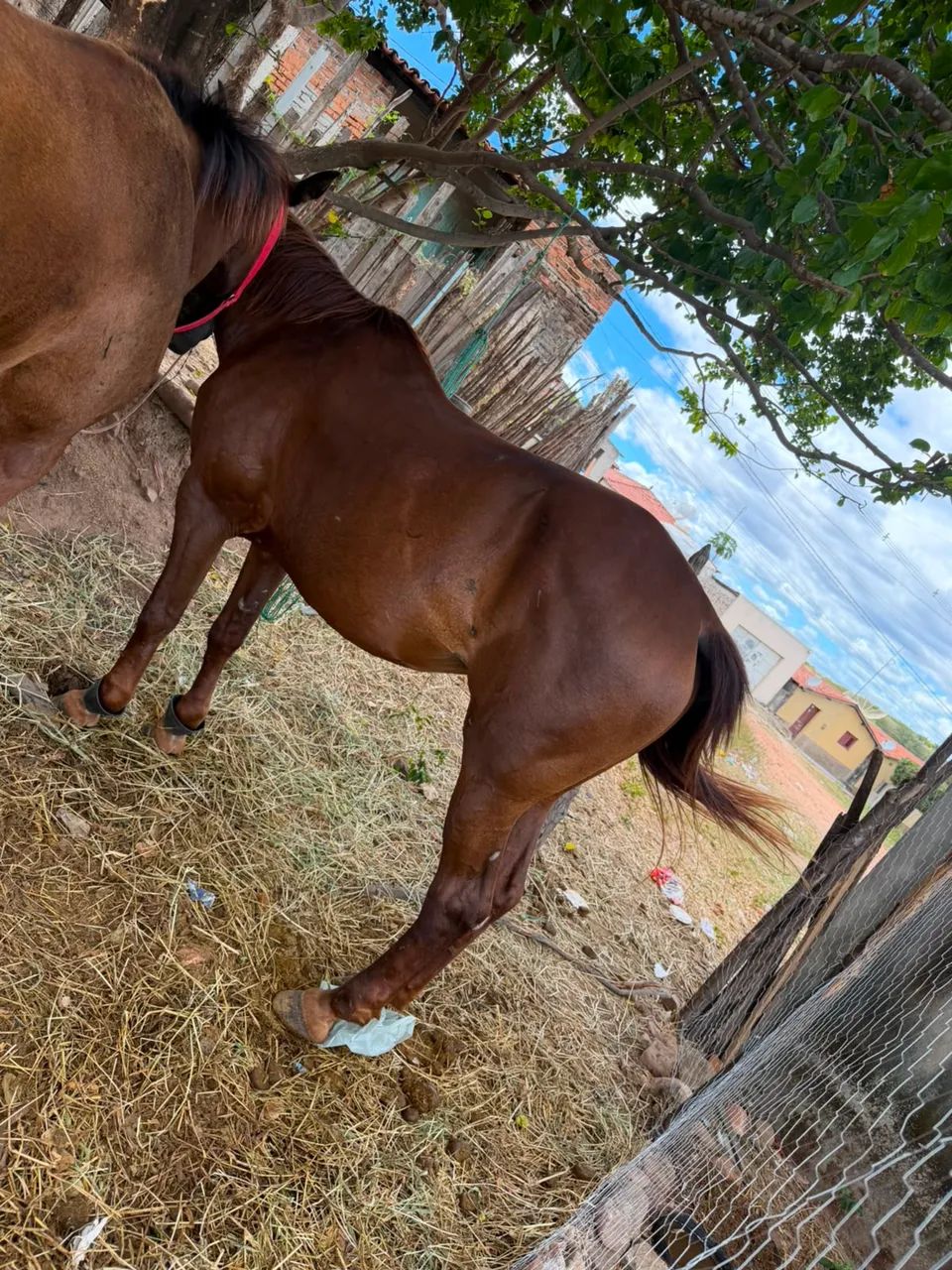 Égua a venda  - Foto 2