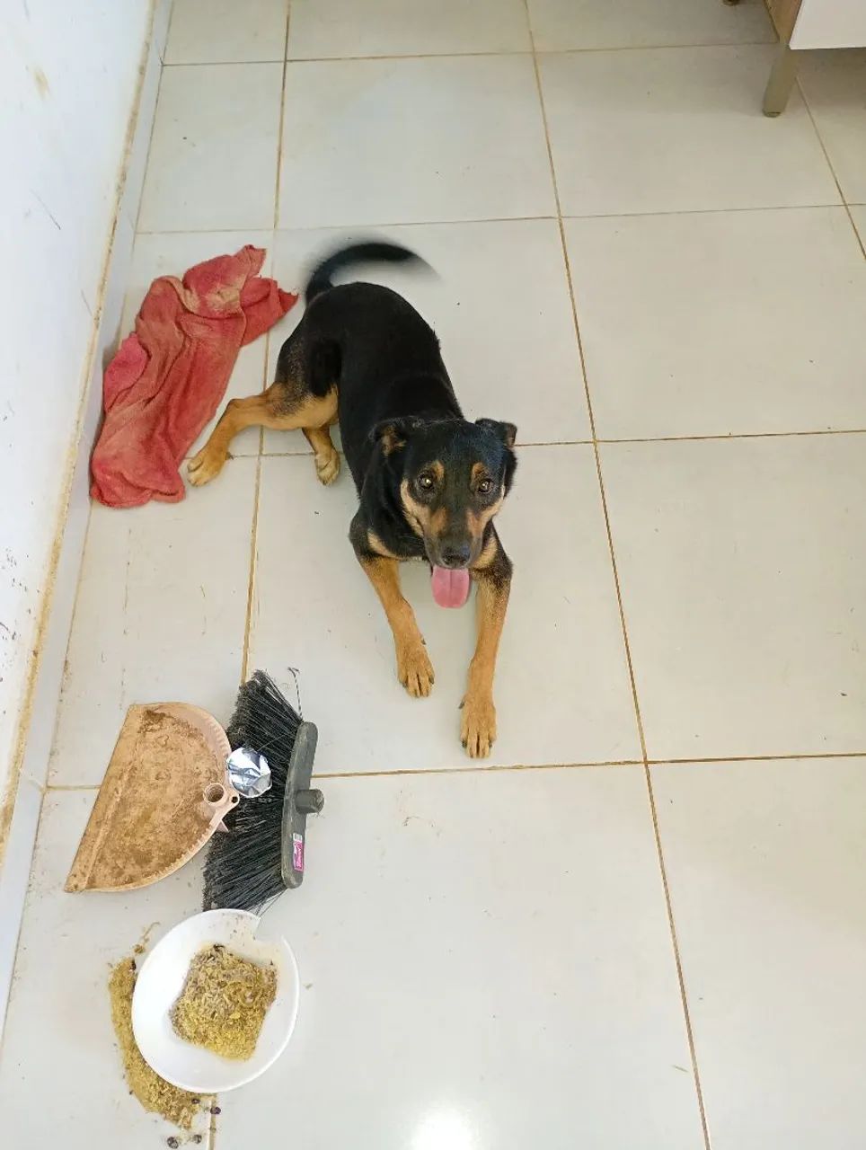 Cachorro para doação  misturado com rotwailler. - Foto 5