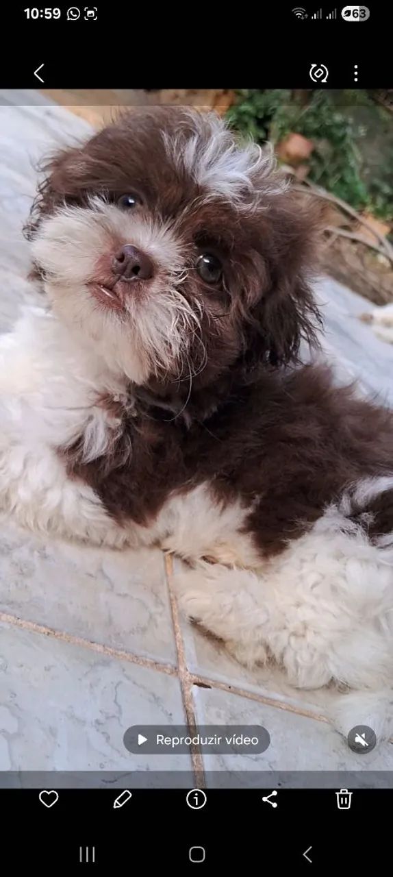 Cachorro - Foto 2