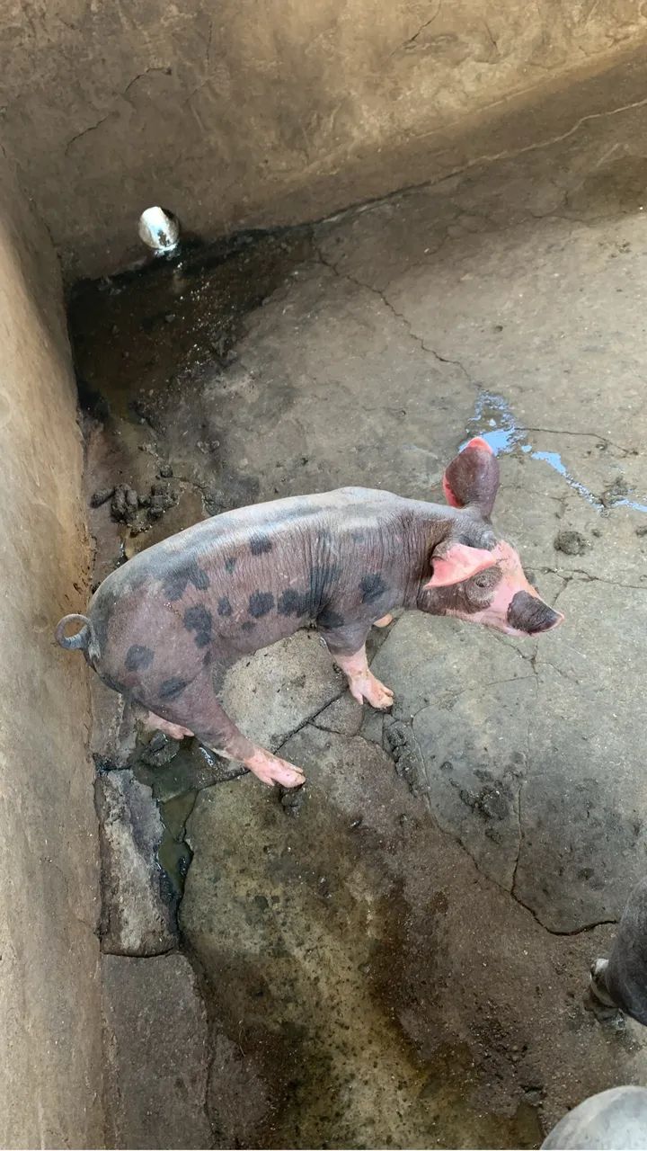 Vendo 2 leitoa e 4 bacurinho - Foto 5