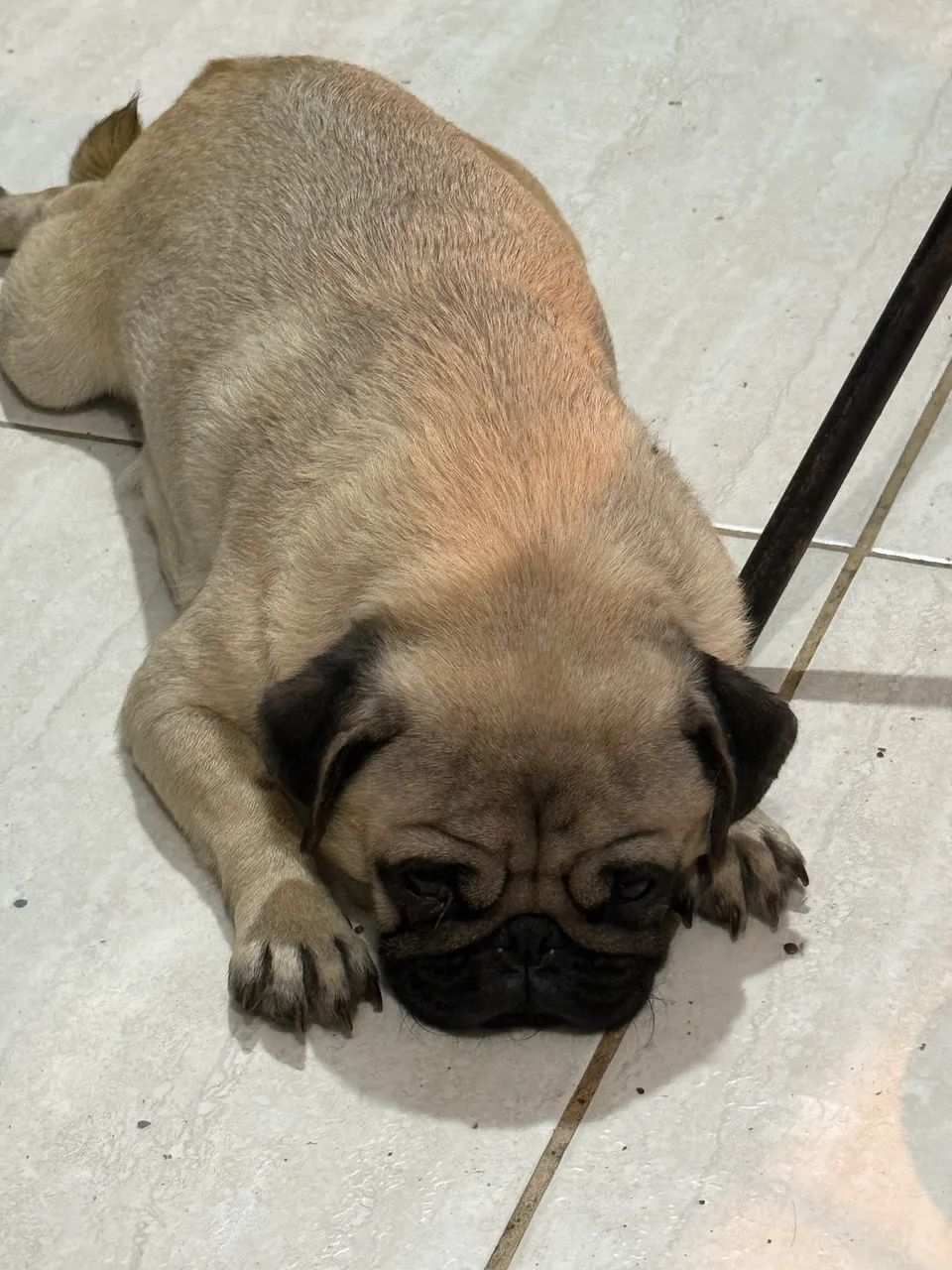 Pug disponível  - Foto 2