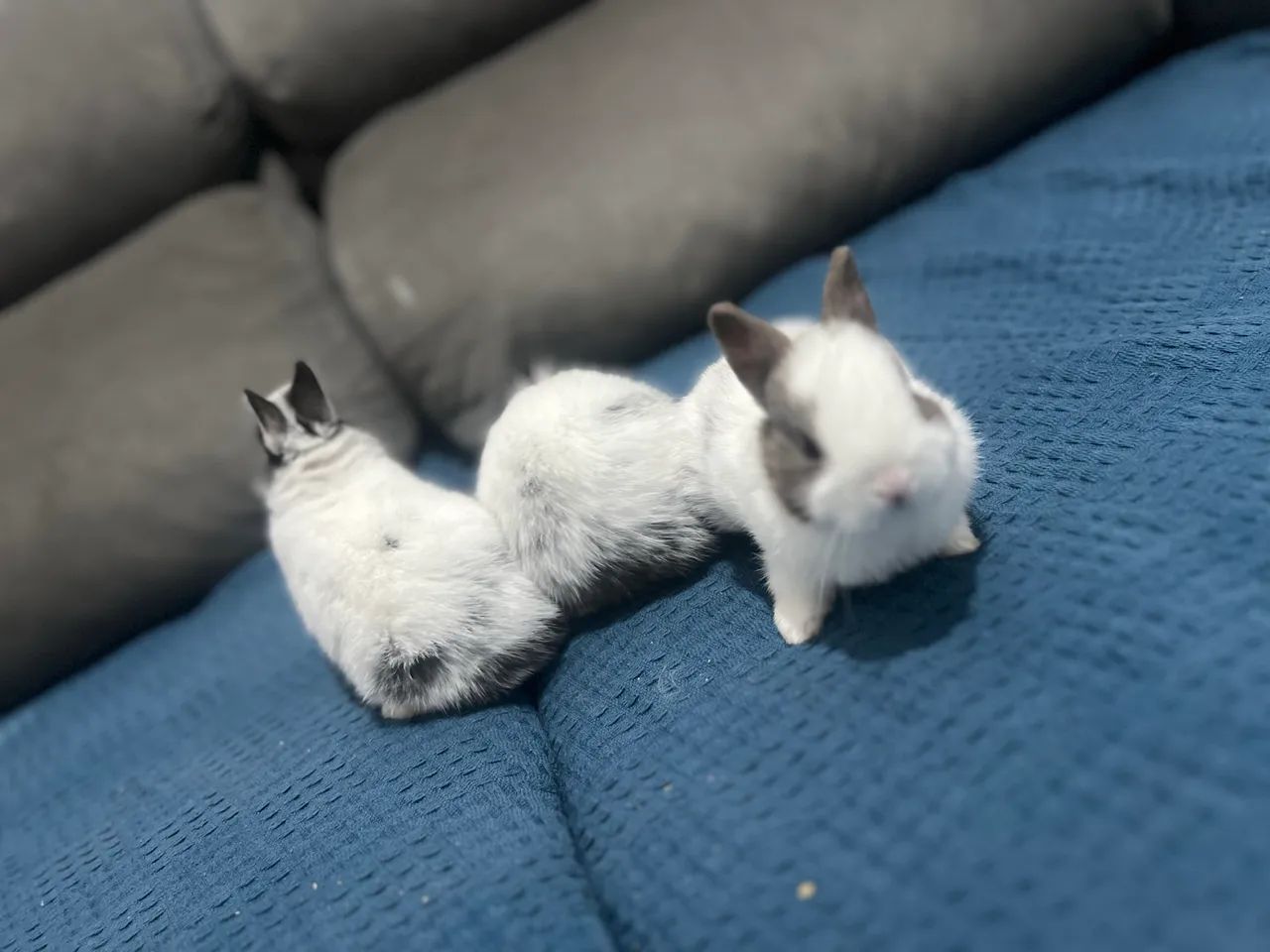 Filhotes de Coelhos Anão Netherland  - Foto 2