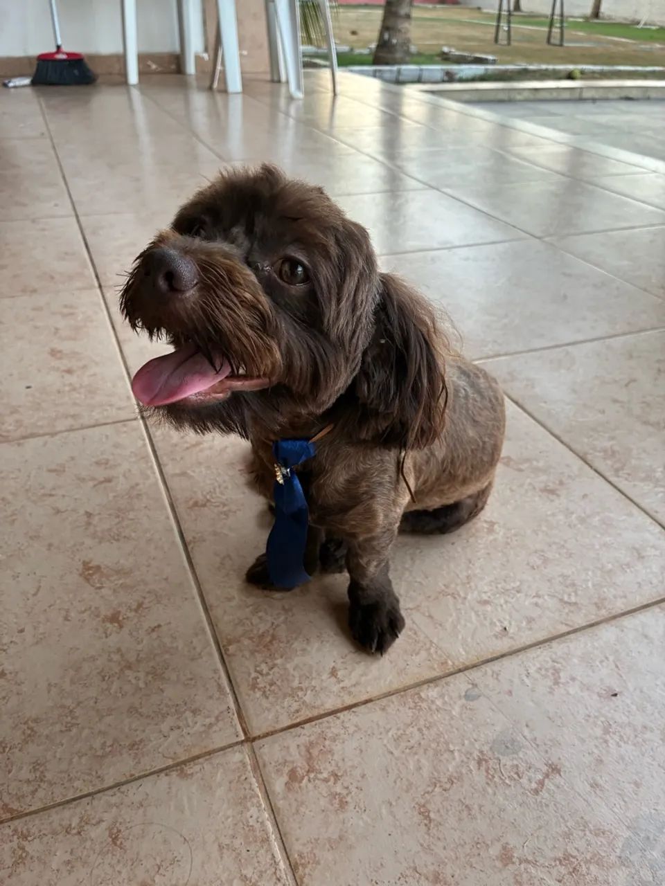 Filhote Cockapoo - Foto 4