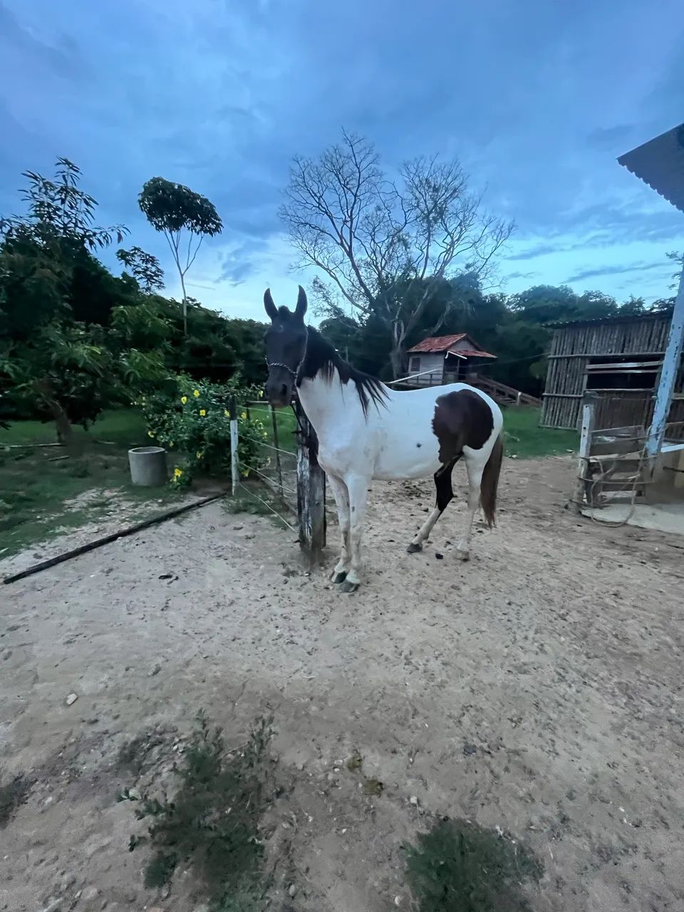 Égua Manga Larga Pampa de Preto  - Foto 2