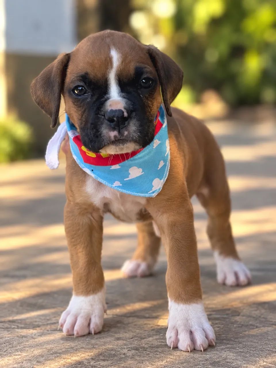 BOXER PARCELAMOS  - Foto 2