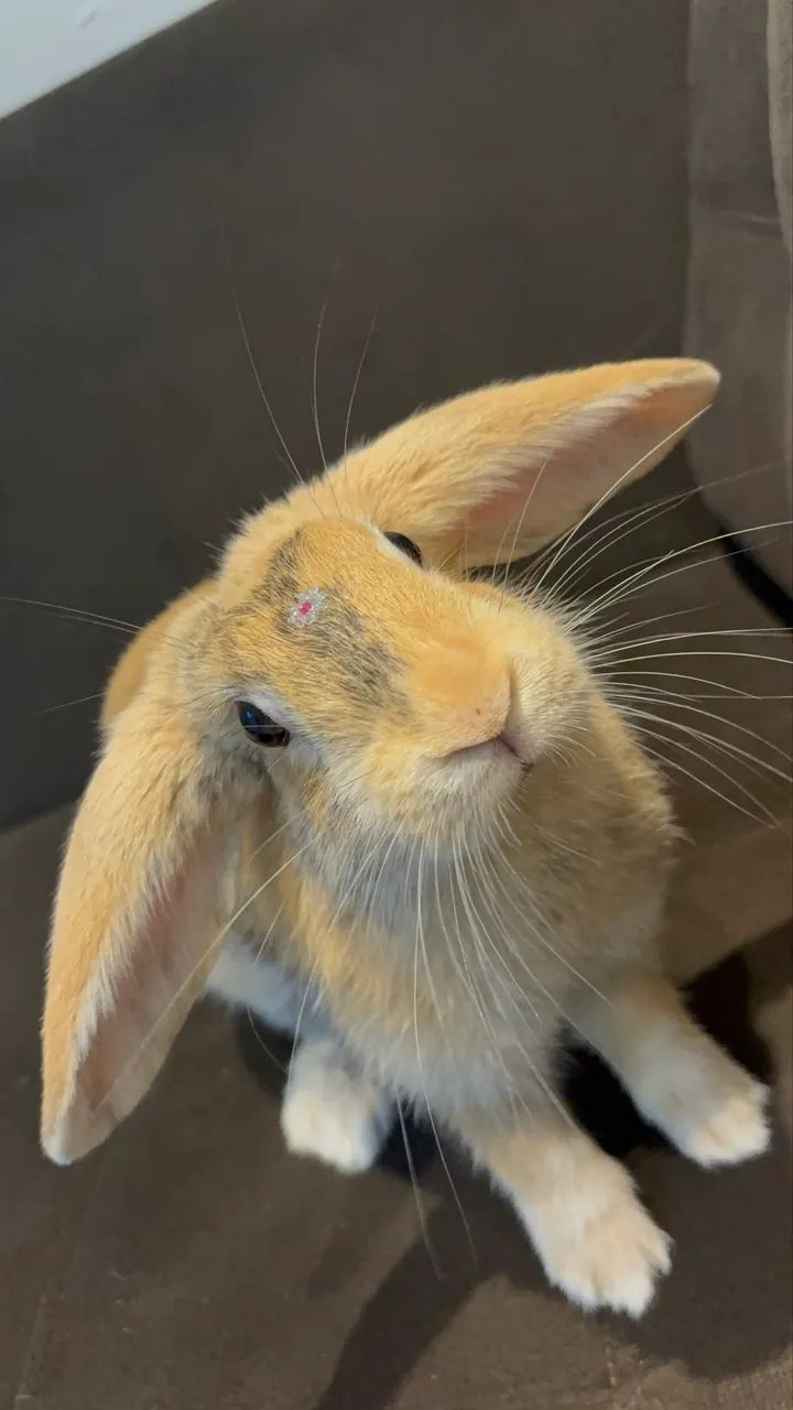 Coelha mini lopi - Foto 4
