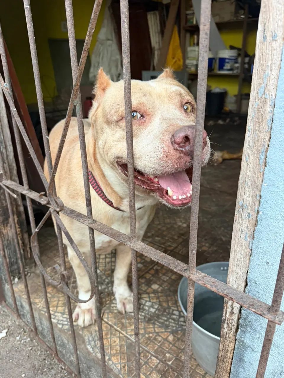 Doação de Cachorro de raça Pitbull.  - Foto 3