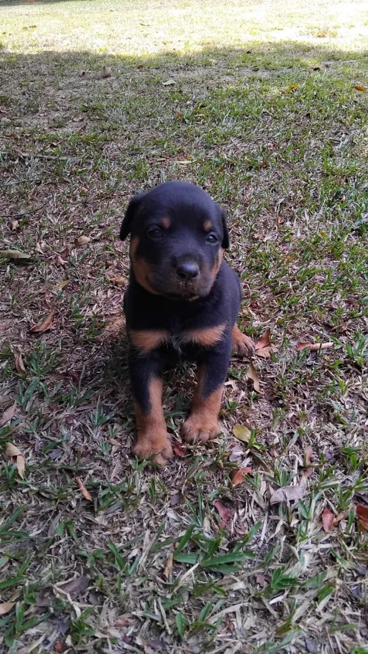 ROTTWEILER - Foto 2