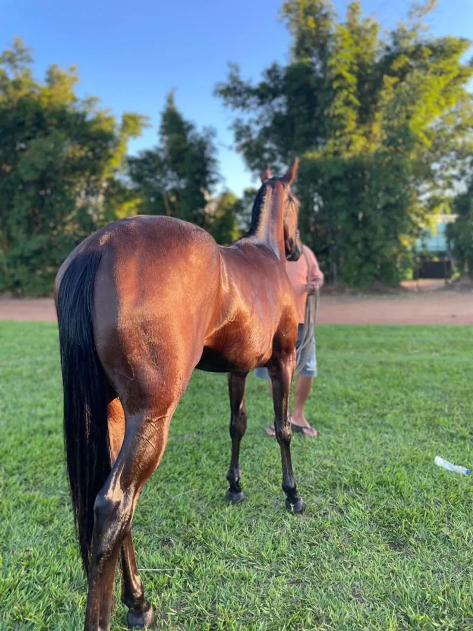 Cavalo quarto de milha  - Foto 2