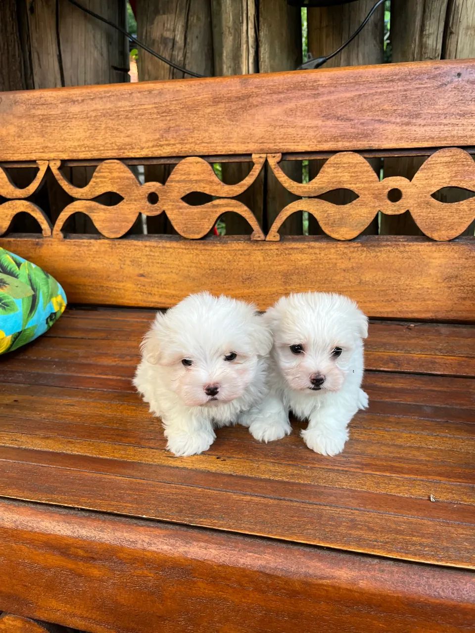 Maltês  macho e fêmea disponíveis!!! - Foto 3