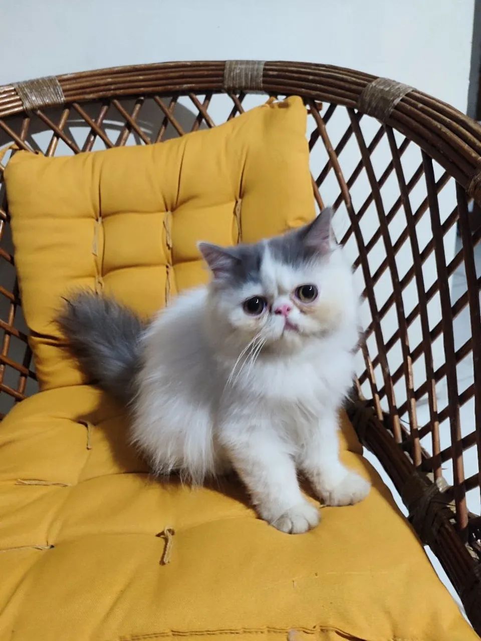 Gato persa  - Foto 2