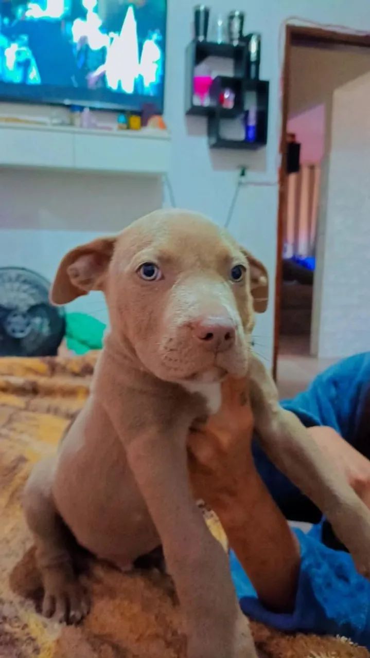 Pit Monster cm American Bully  - Foto 2