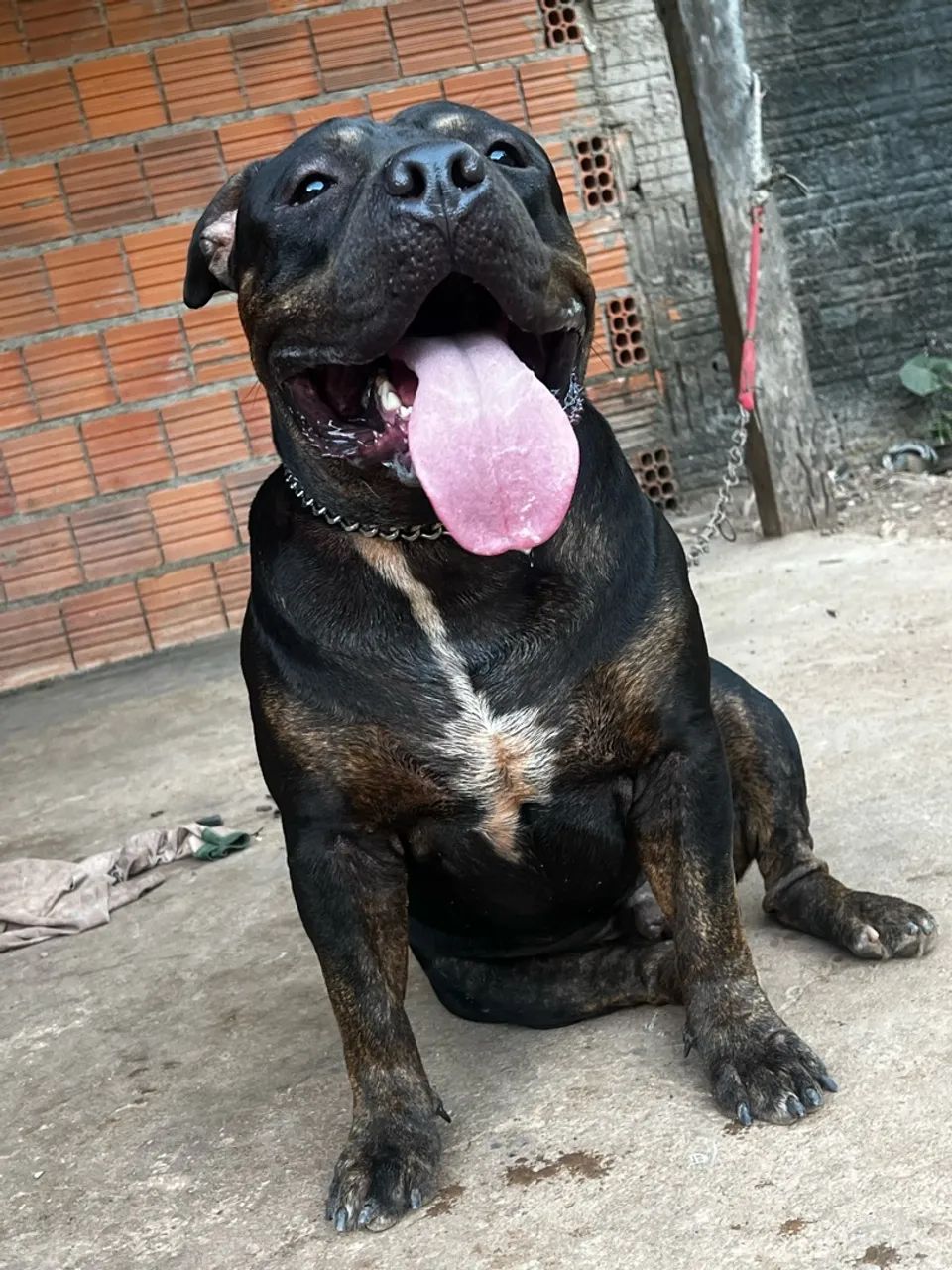 Cachorro - Foto 2