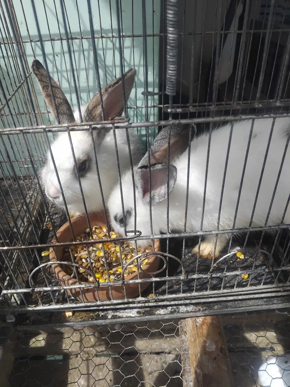Coelhos
