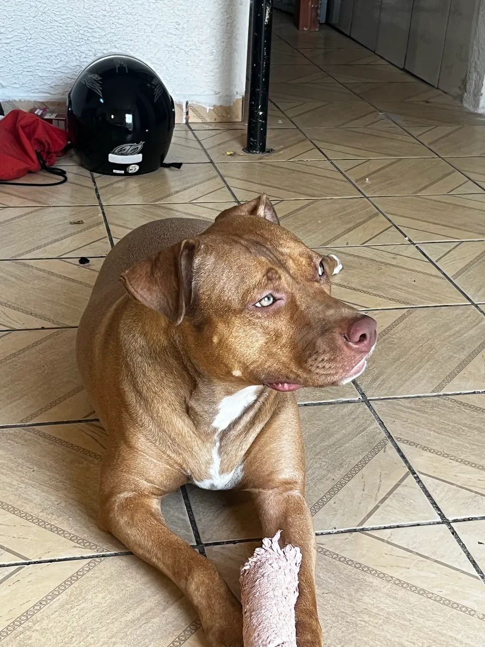 Adoção de pitbull 