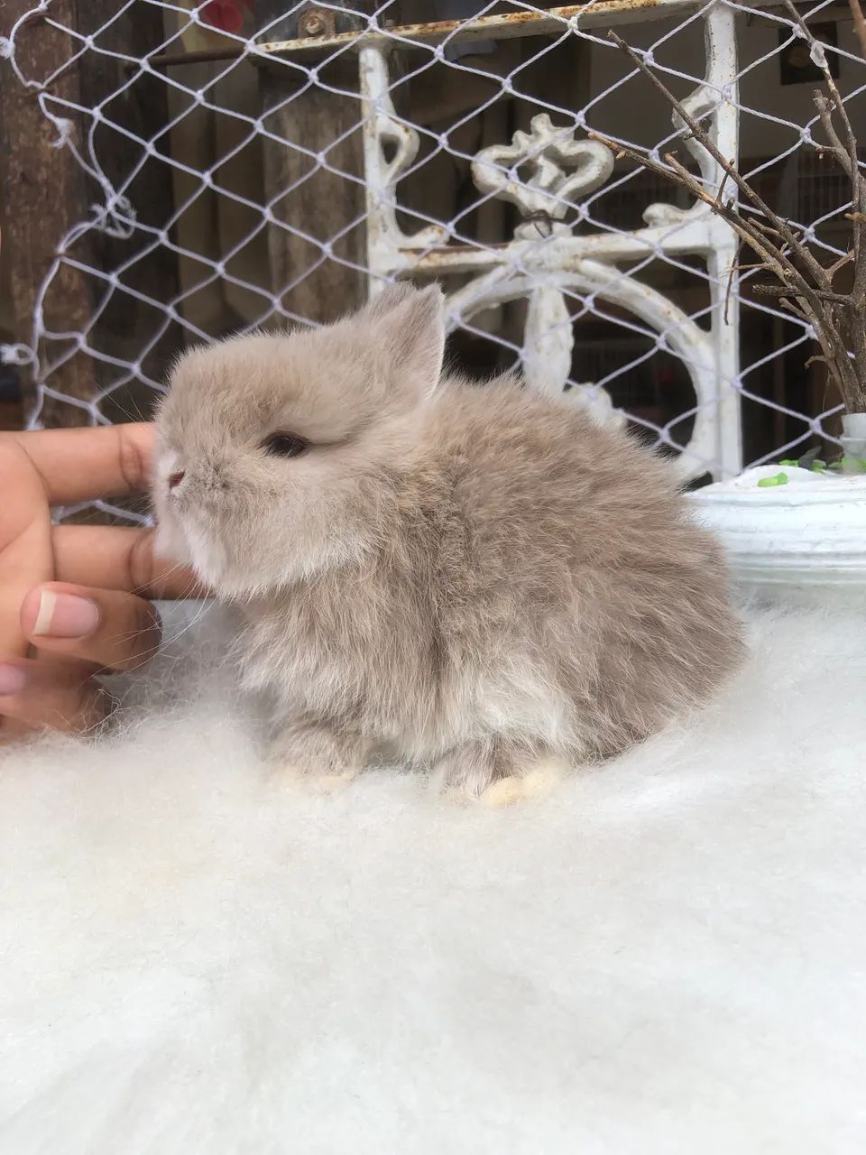 Coelho anão netherland dwarf linhagem importada menino - o menor do mundo  - Foto 2