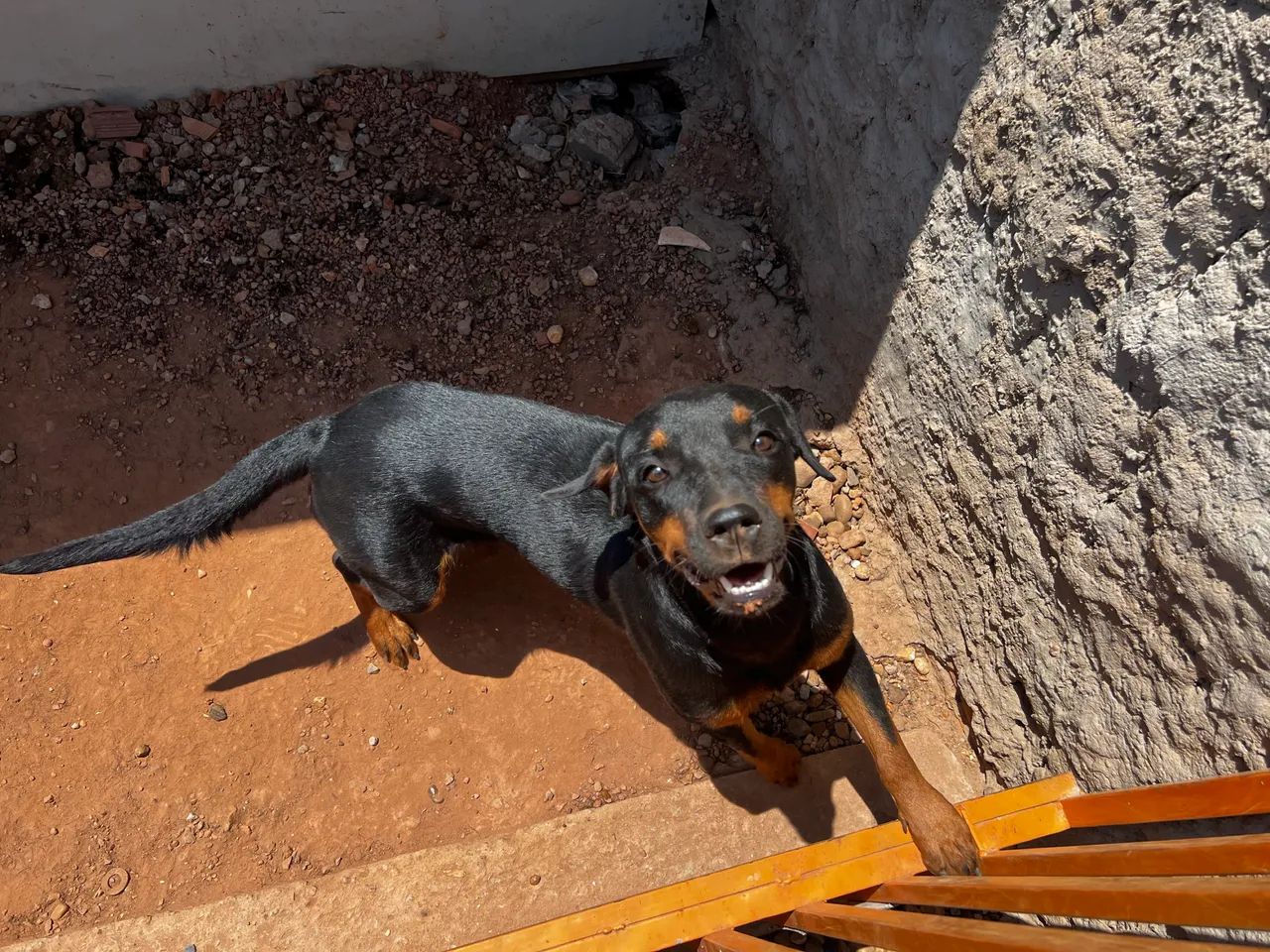 Vendo cadela Rottweiler  - Foto 3